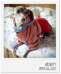 リーフちゃん/イタリアングレーハウンド